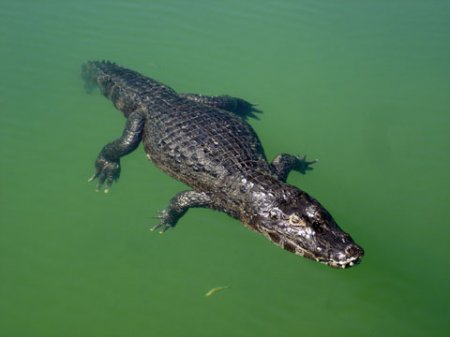 Bonito 20 07 2006 010
