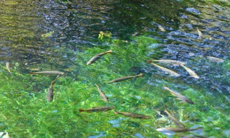 Bonito 20 07 2006 016