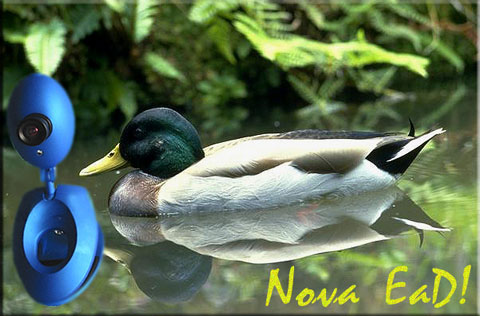 Pato