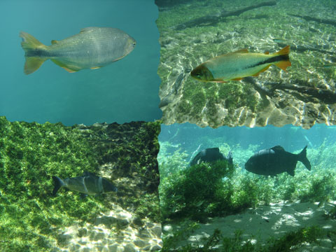 RiodaPrata