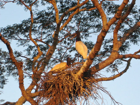 Sesc Pantanal 159