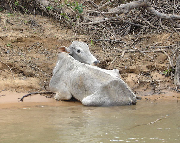 Vaca35crop